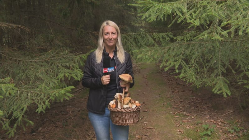 Milovníci hřibů mají žně. Reportérka se pochlubila plným košem hub, expert radí nejlepší místa