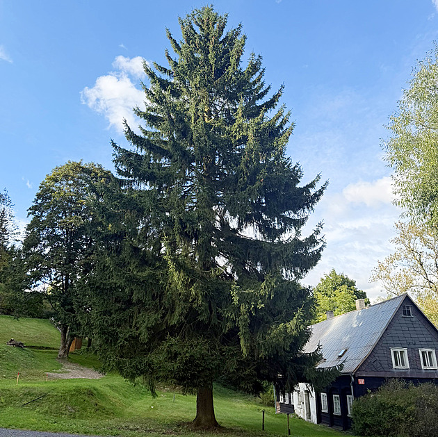 Praha našla strom pro letošní Vánoce. Smrk v osadě na Děčínsku rostl 85 let