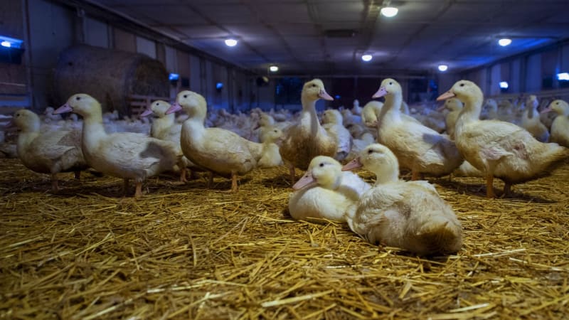 Drůbeží pseudomor v Česku: Dvě nová ohniska, desítky uhynulých ptáků