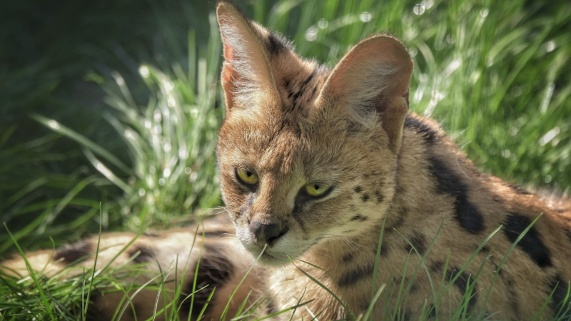 Lepší podmínky pro zvířata i přírodu: ZOO Plasy prosí o příspěvek na udržitelné vytápění