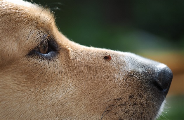 Sezona klíšťat útočí. Jak letos stoprocentně ochránit svého mazlíčka