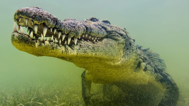 Past na migranty? Na hranici vypustíme hady a krokodýly, zvažují v Indii. Návrh vyvolal bouři