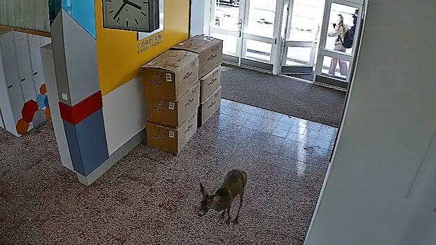 Vystrašený srnec se vřítil do budovy školy, studentka mu ještě podržela dveře
